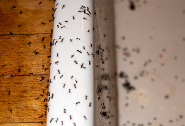 Best Termite Control Services  in Blue Ridge, AL