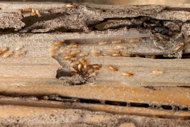 Blue Ridge, AL Pest Control Company
